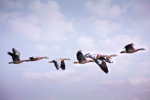 Flock of birds flying over cloudy sky