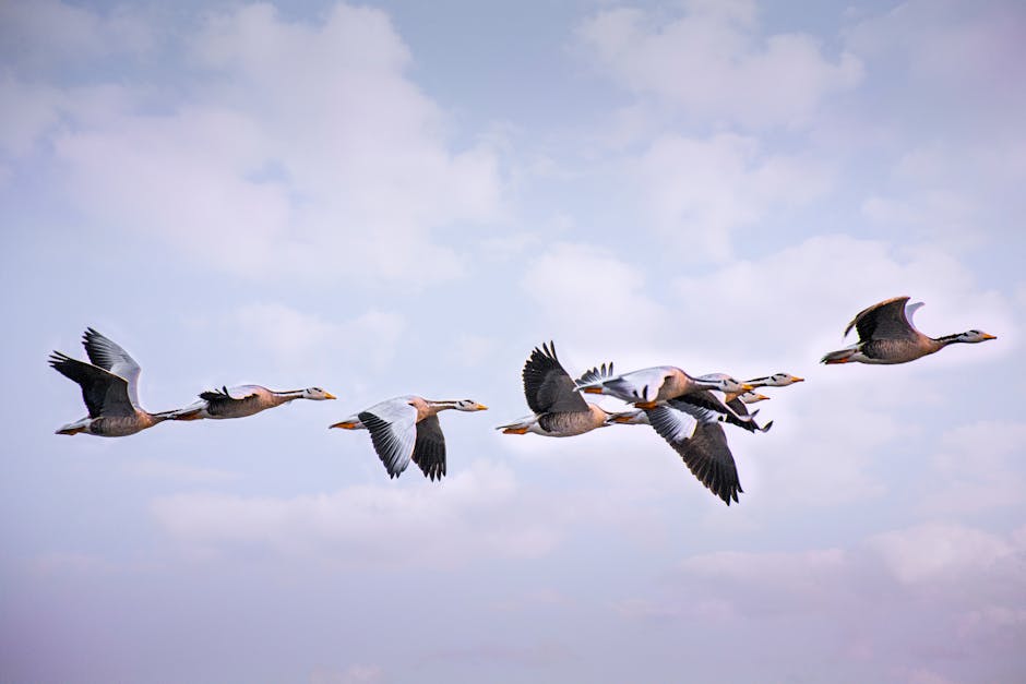 bird biology flight speed collisions