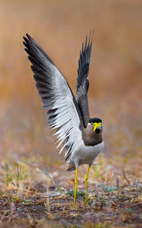 Single yellow wattled lapwing with spread wings standing on grass in natural habitat