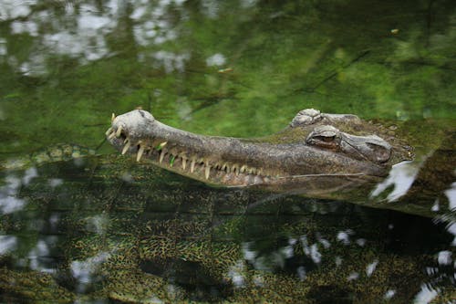 Crocodile on Green Water
