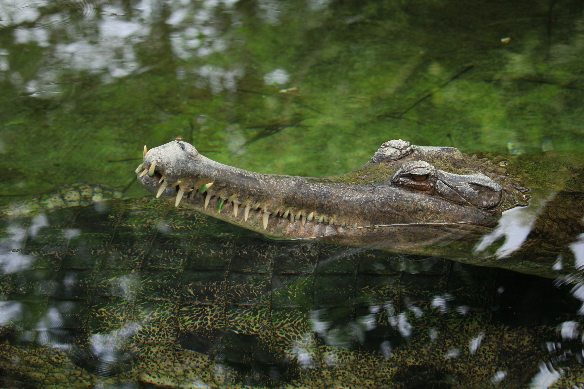 Crocodile on Green Water