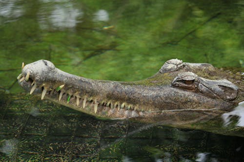 Close-Up Shot of Crocodile on Body of Water