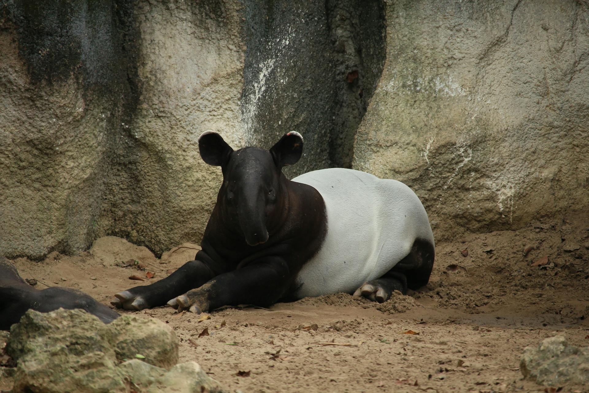 A Malayan tapir lying down, captured in a serene zoo setting, emphasizing its unique coloring.