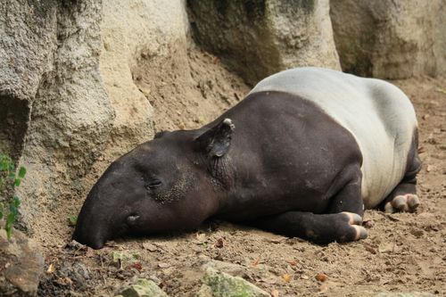 Free Close-up of a resting Malayan tapir in a zoo, showcasing its unique coloration. Stock Photo
