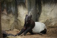 Black and White Seal Lying on Brown Sand