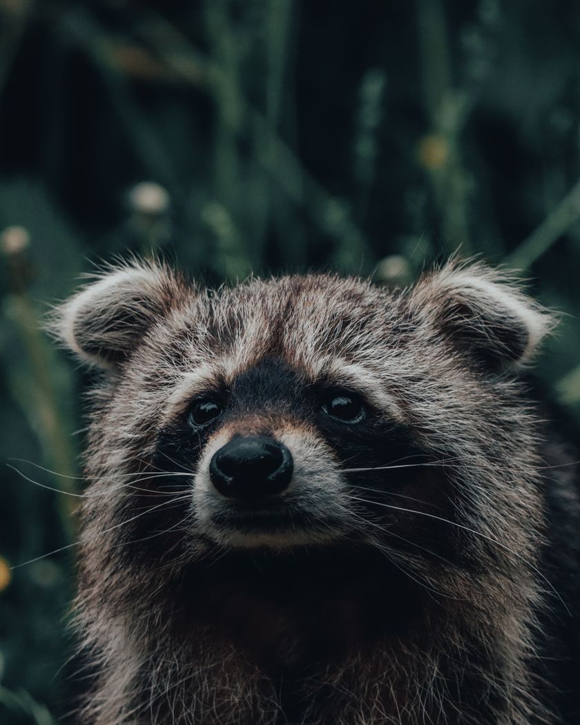 Close-up of a raccoon’s head, the dense grey guard hair and paler underfur filling the frame.