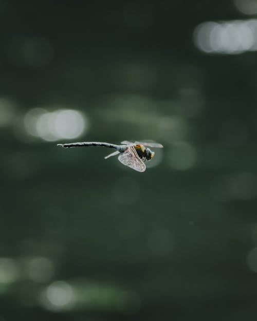 Close-up of a Flying Dragonfly