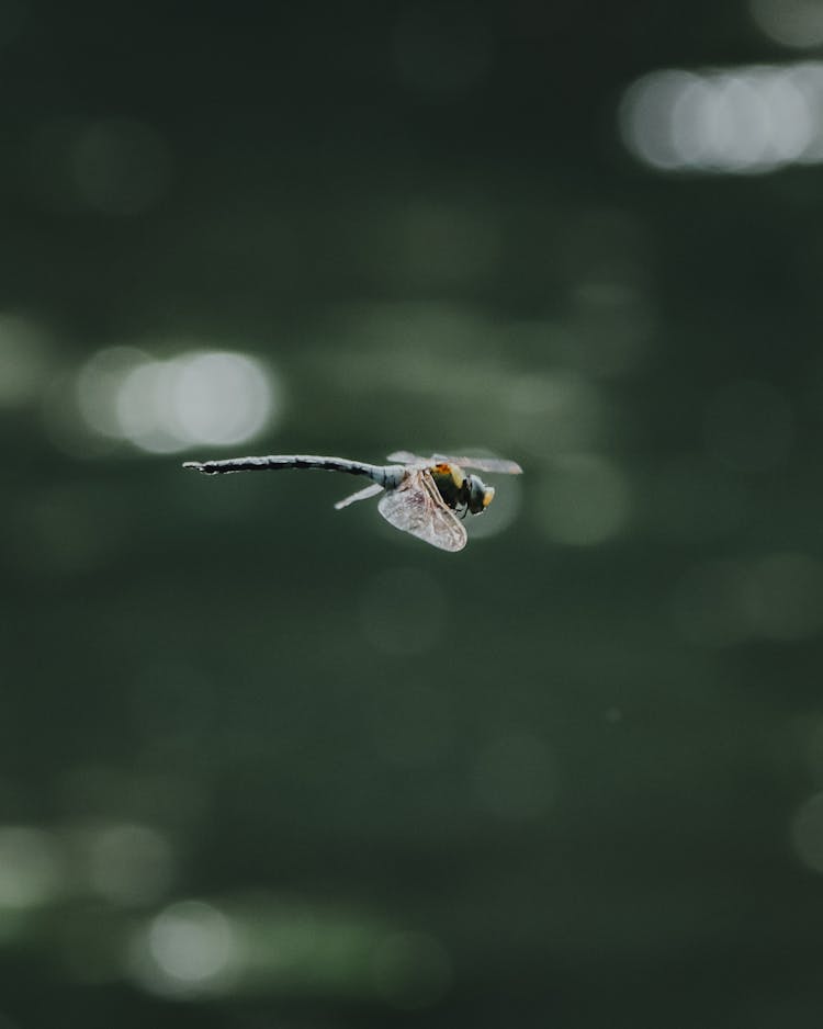 Close-up Of A Flying Dragonfly