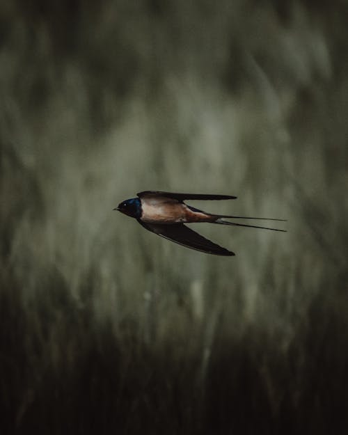 Základová fotografie zdarma na téma detail, kolibřík, létání