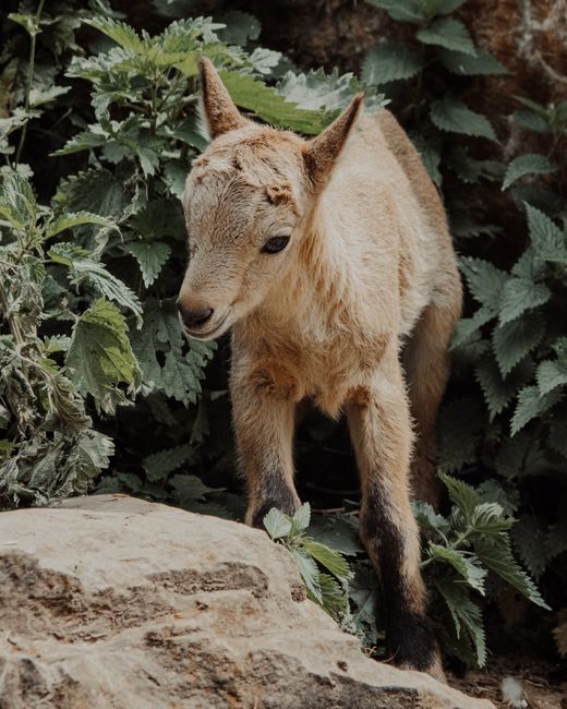 Adorable goatling exploring among lush green nettles in a natural setting.