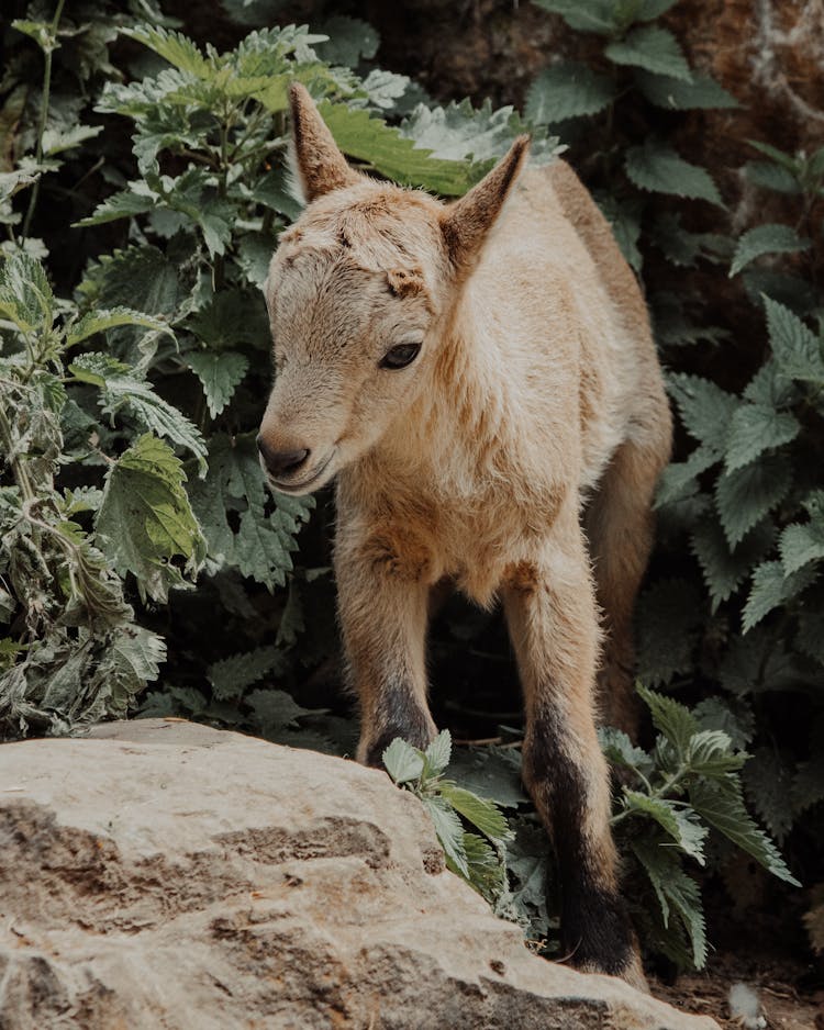 Young Goat In Nettles