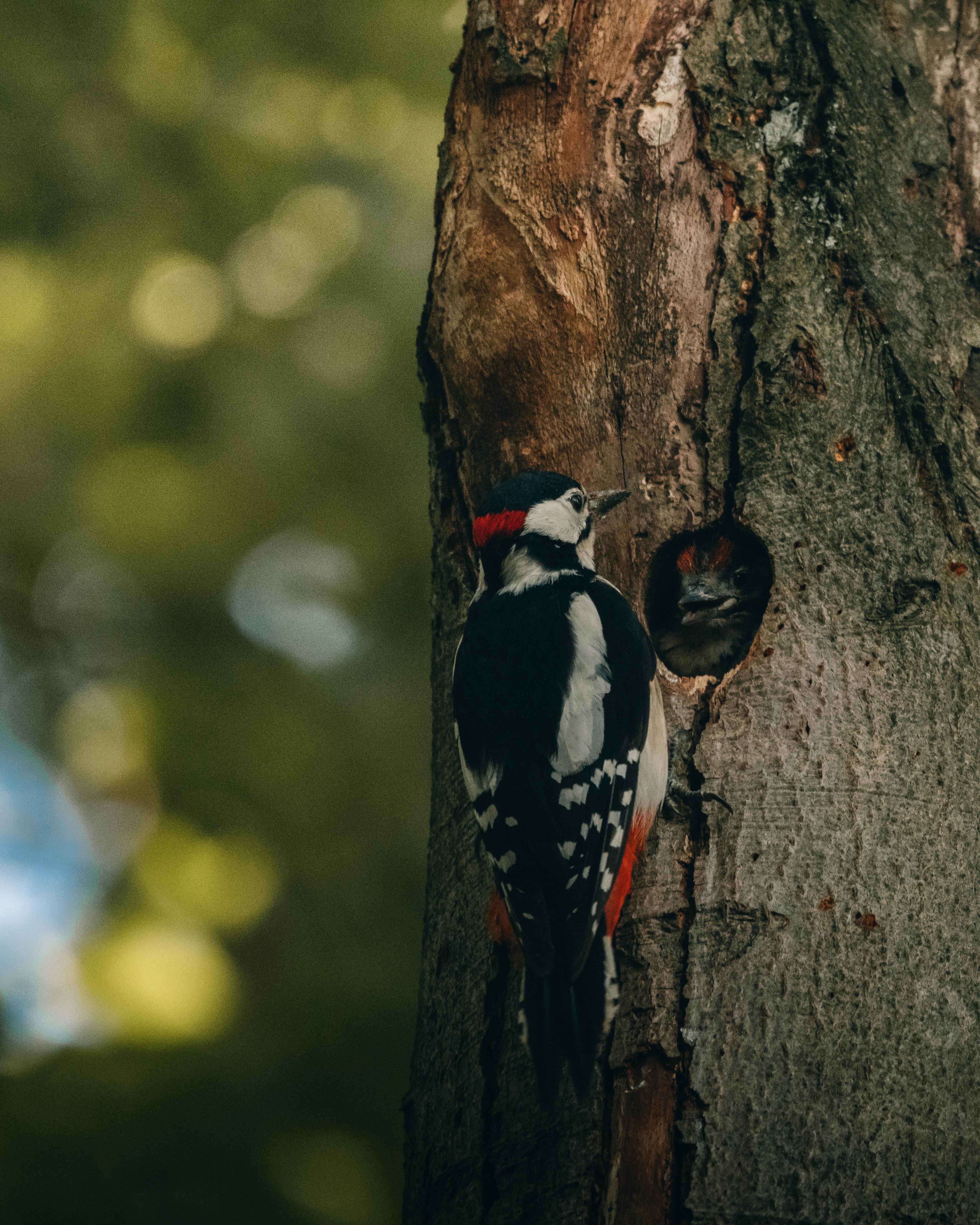 Woodpecker Facts Characteristics, Species, and More Facts