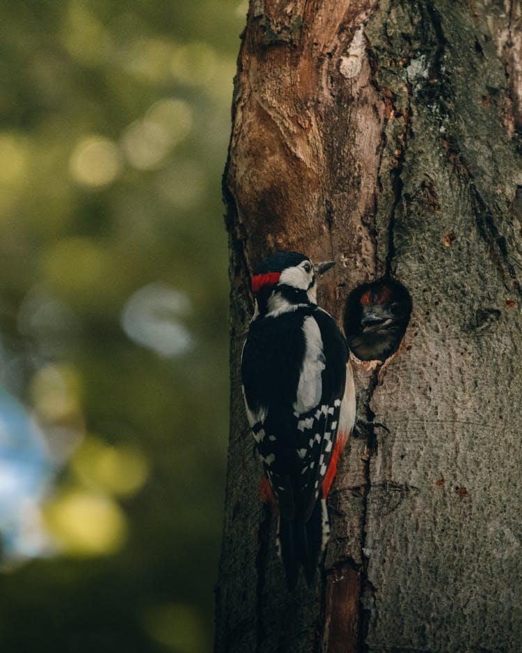 Woodpecker On Tree