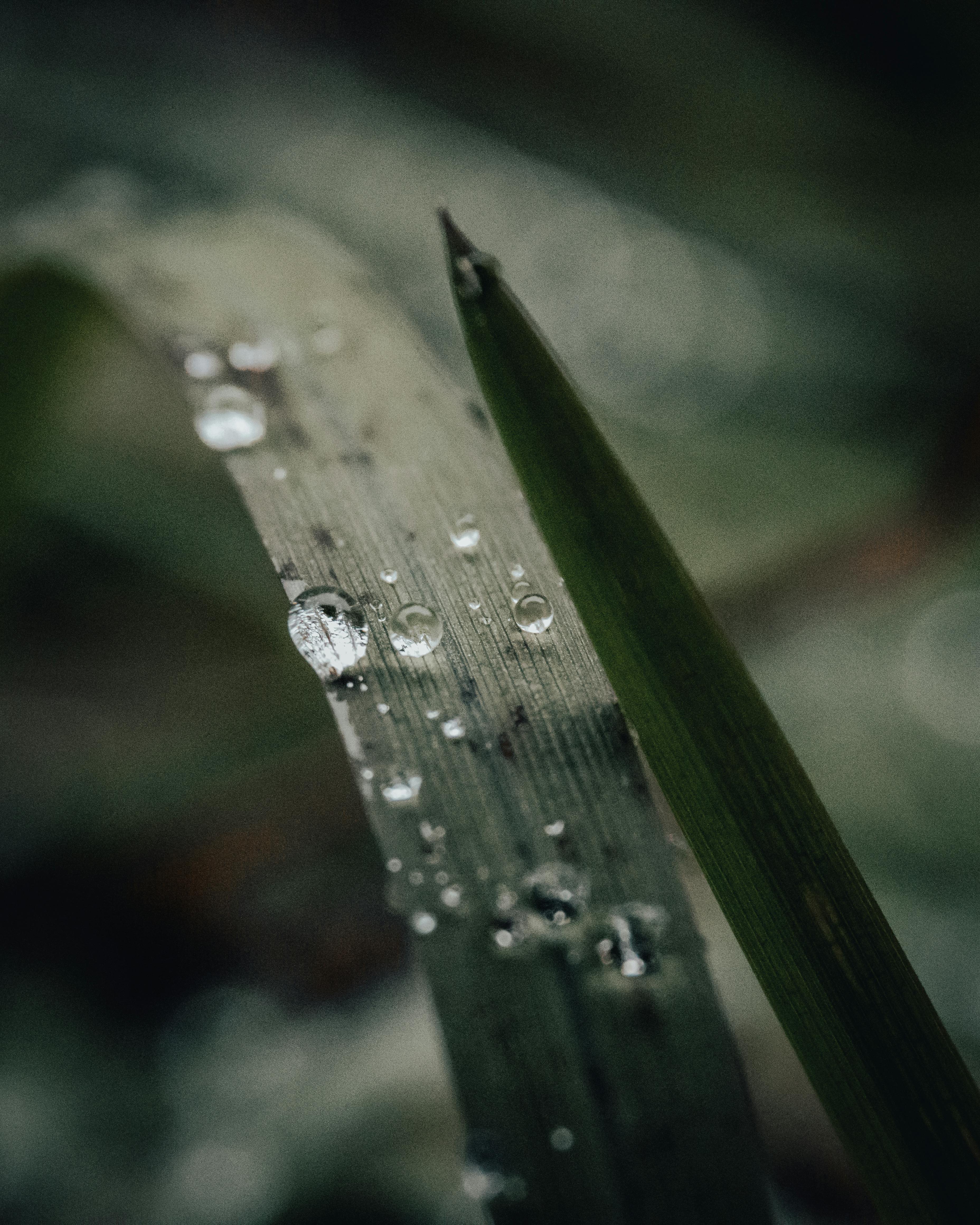 Close-up image showcasing dew droplets on a grass blade, captured in natural light.