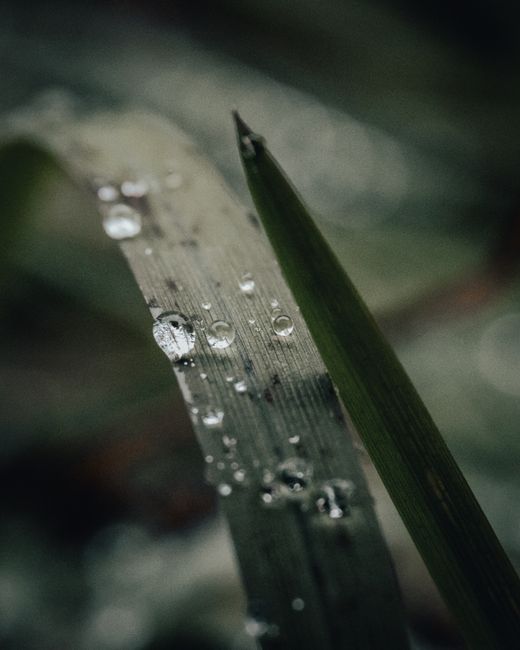 Close-up image showcasing dew droplets on a grass blade, captured in natural light.