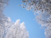 冬日景象宁静，树木覆雪，天空蔚蓝相映