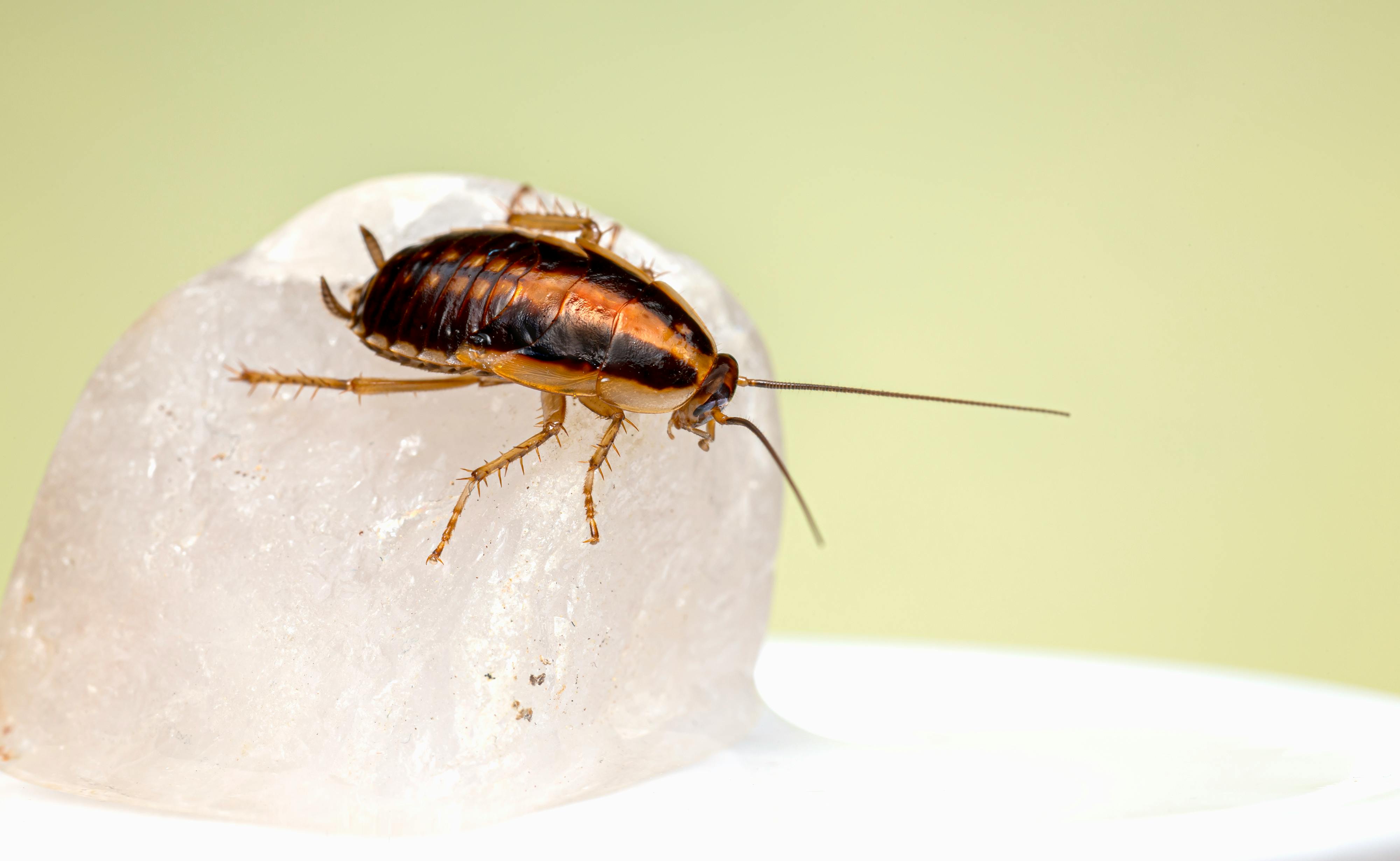 4K Cockroach Wallpapers  Background Images