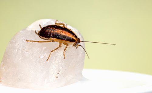 Cucaracha — vector de salmonelosis