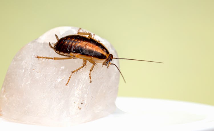 Close-up Shot Of A Cockroach 