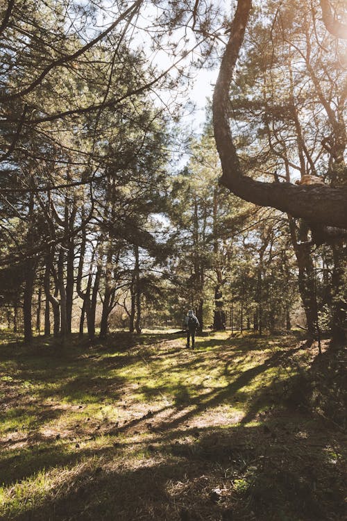 Základová fotografie zdarma na téma borovice, háj, les