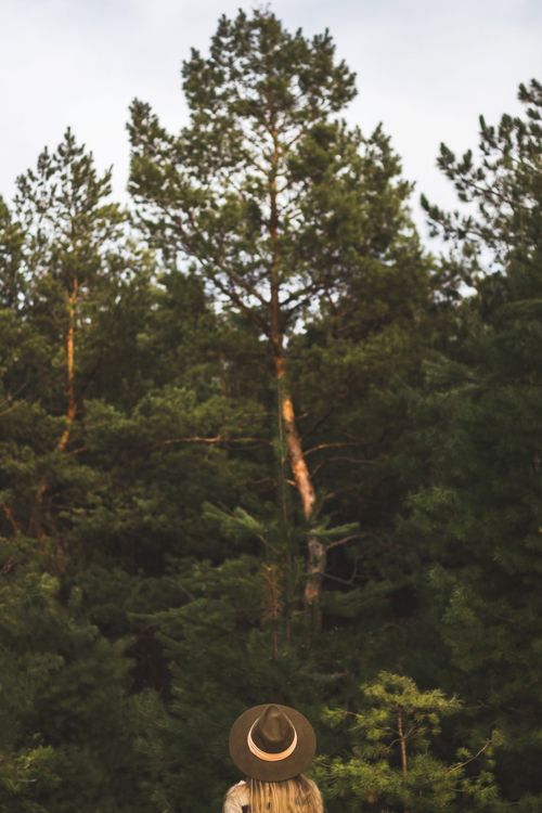 Free Back view of unrecognizable female in trendy headdress standing near tall coniferous tree with lush green foliage in dense forest Stock Photo