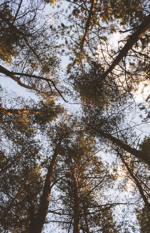 Free Worm's eye view of towering trees in a forest canopy with blue sky. Stock Photo