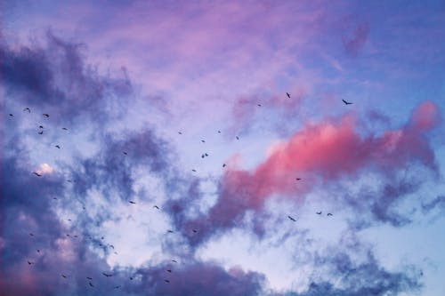 From below of many birds soaring in blue sky with colorful clouds at sunset sky in nature in evening time