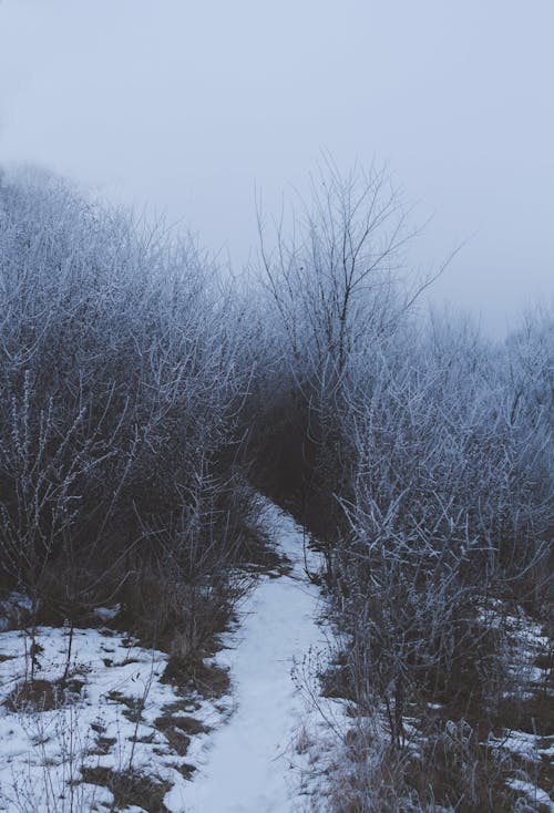 Pathway covered with snow among dense leafless bushes with hoarfrost growing in woodland against foggy sky in cold winter time