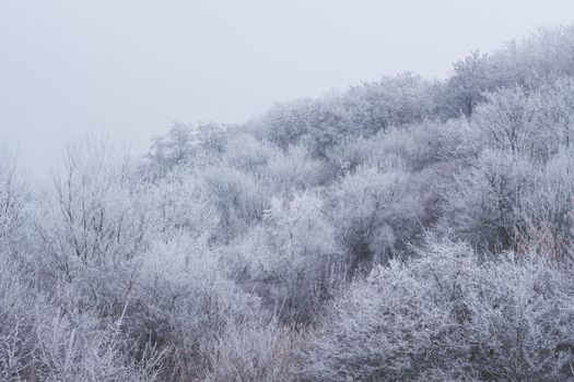 Branches of trees covered with hoarfrost growing in thick woodland with snow against misty sky in winter time in nature