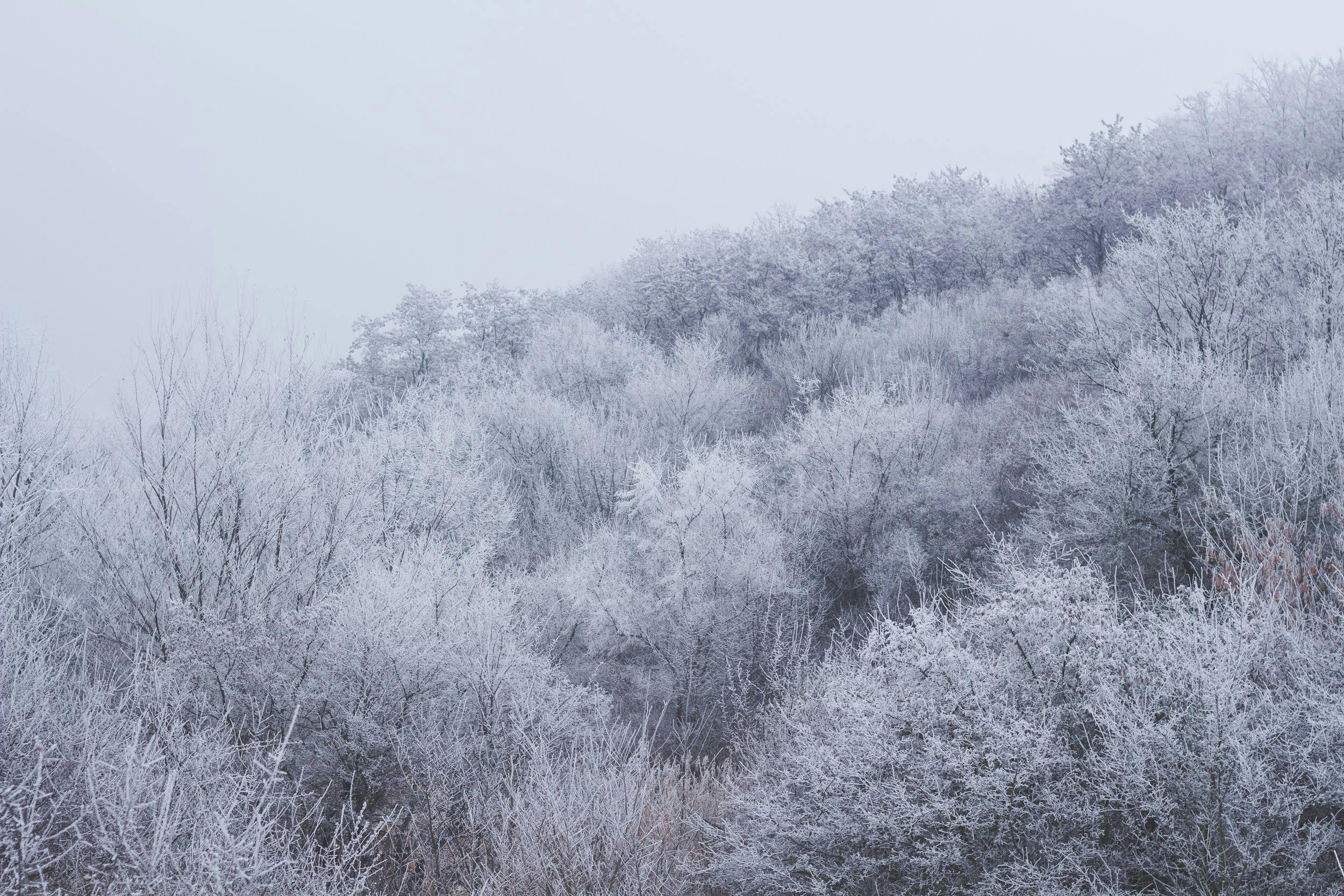 Leafless lush tree covered with snow · Free Stock Photo