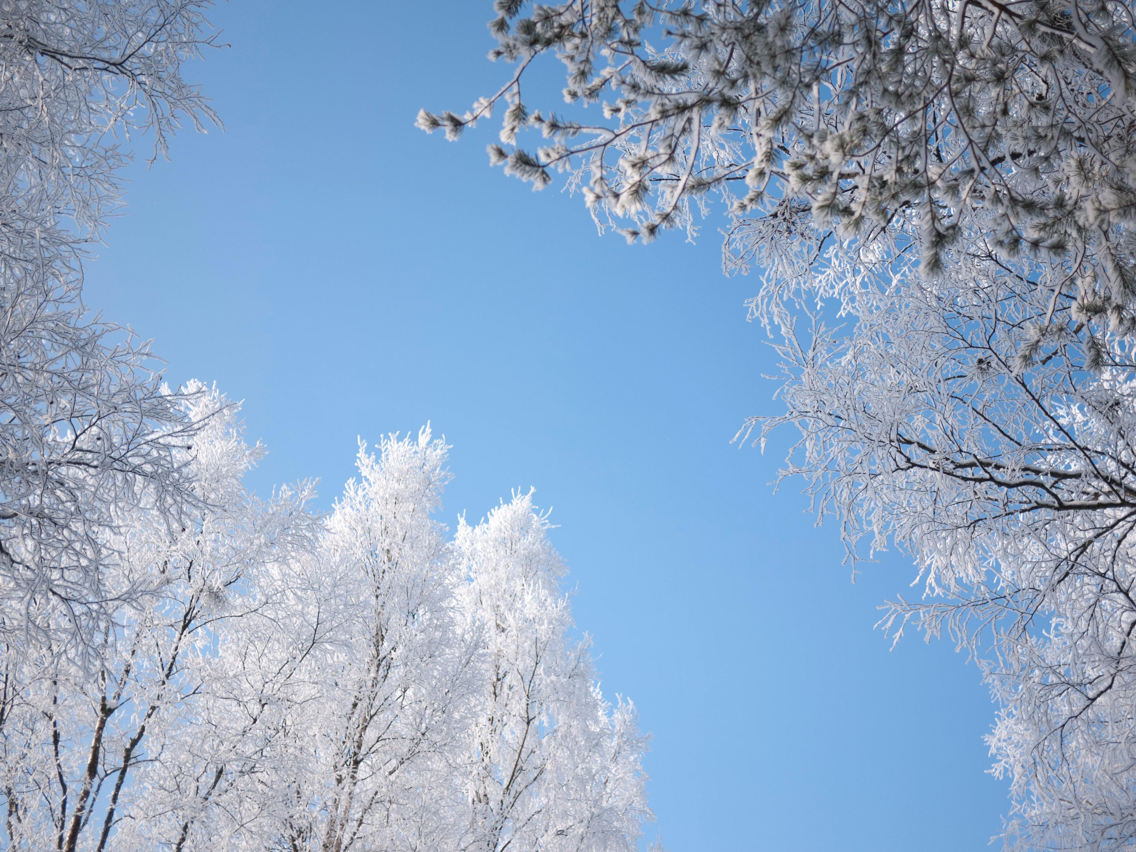 Free stock photo of sky, snow, sweden