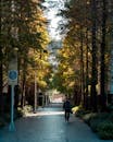 Trees near narrow walkway with strolling anonymous man