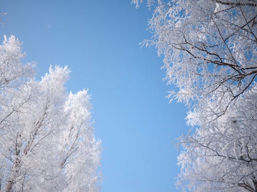 Free stock photo of sky, snow, sweden Stock Photo