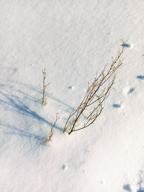Close-up of bare branches casting shadows on snow in Berdsk, Russia. Captures winter's serene beauty.