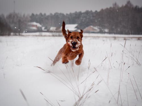 Free Brown Short Coated Dog Running on Snow Covered Ground Stock Photo