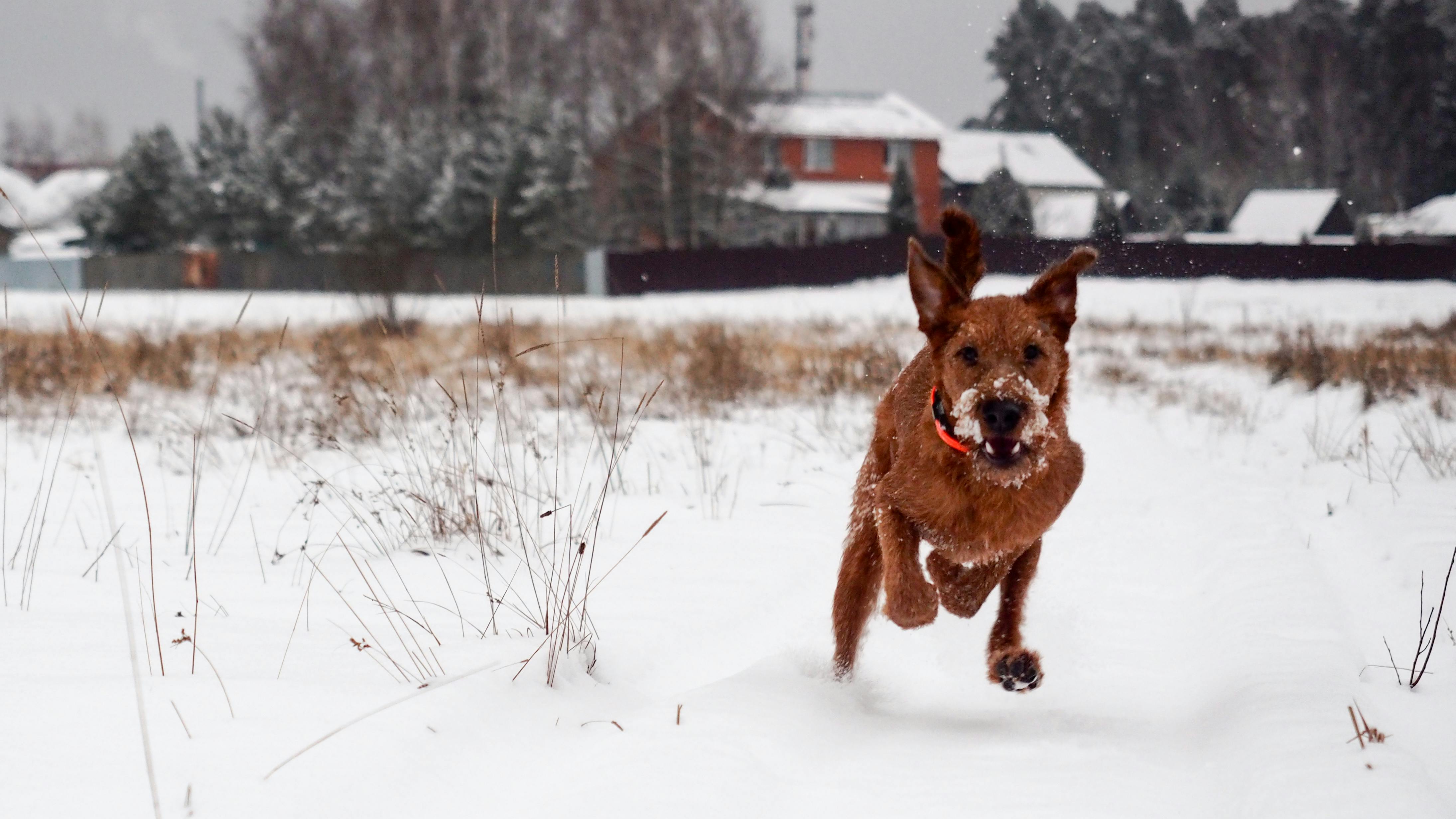 Energetic dog playing outside