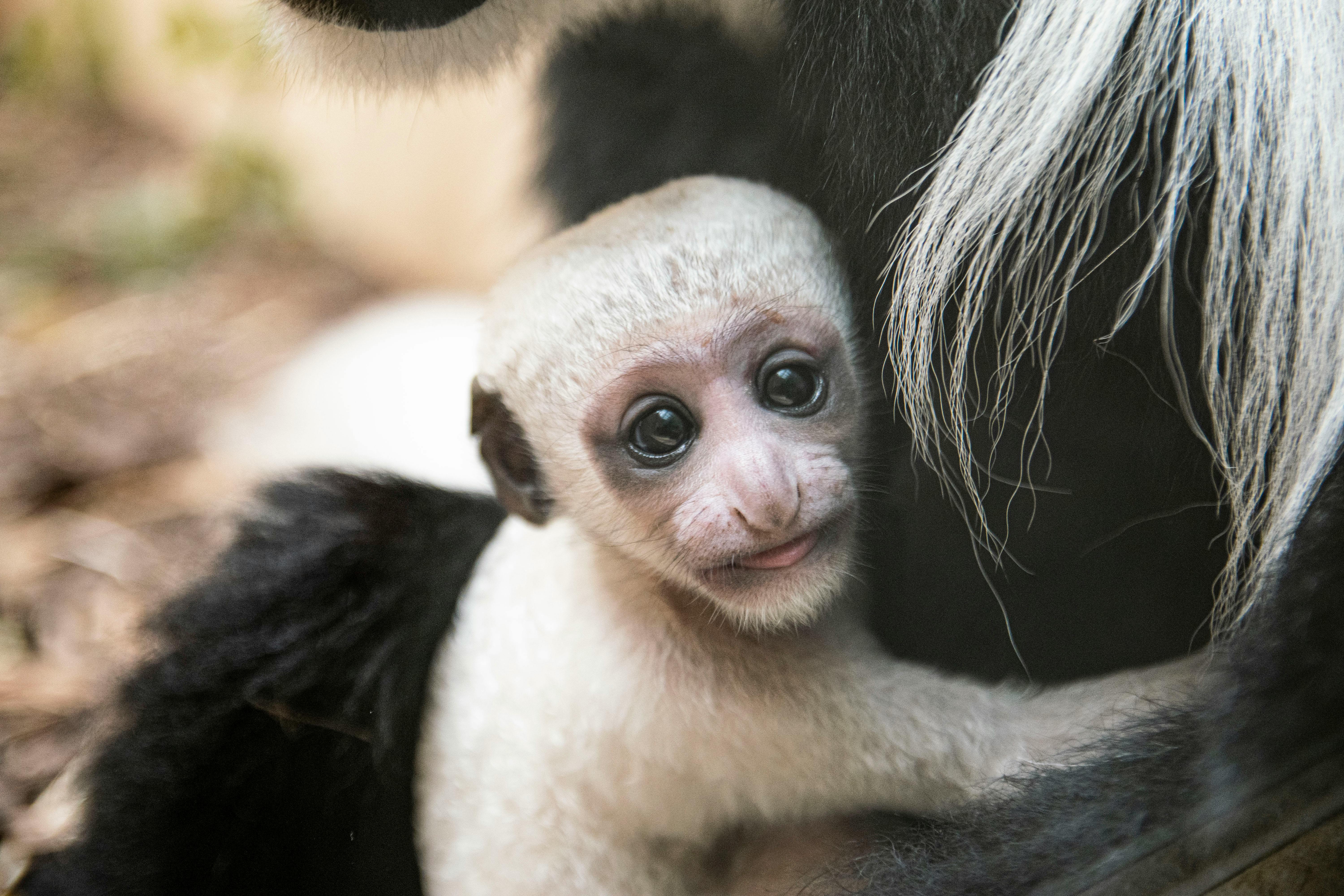 Primer plano de un bebé mono colobo aferrado a su madre, mostrando vida silvestre en un entorno de zoológico.