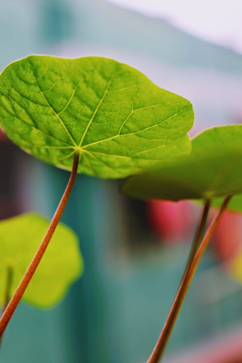 Fotos de stock gratuitas de belleza en la naturaleza, enfoque selectivo, hoja