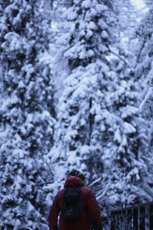 A Person Wearing Hoodie Jacket in Front os a Snow Covered Trees