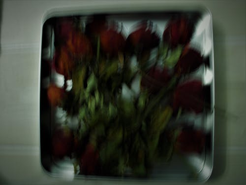 Kostenloses Stock Foto zu pexels, rote rose