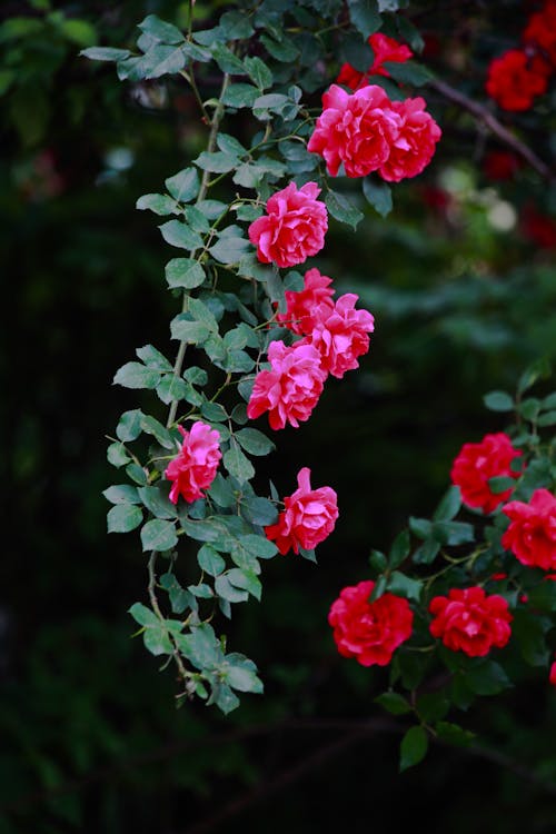 관목, 꽃, 꽃이 피는의 무료 스톡 사진