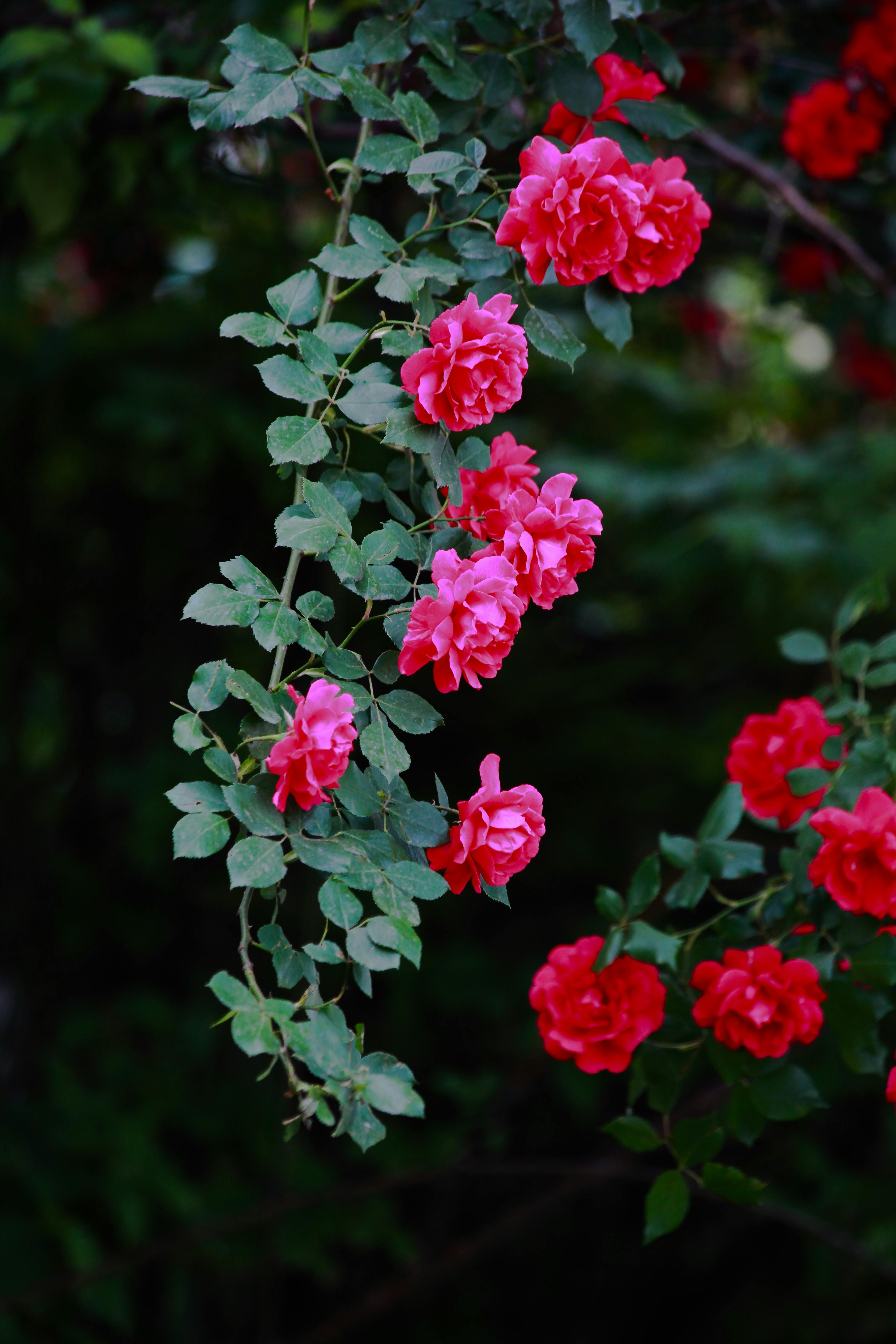 Selective Focus Photogrpahy Red Rose Flower · Free Stock Photo