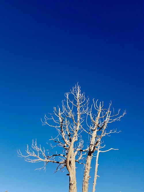 Free stock photo of blue, bluesky, dead tree