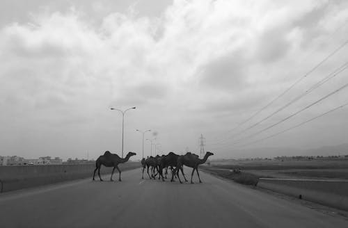 Free stock photo of camels, grayscale, oman