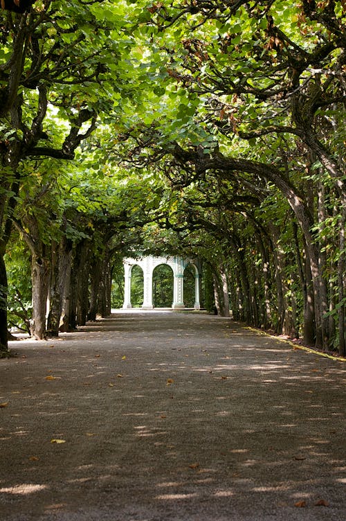 Gray Asphalt Pathway Between Green Trees 