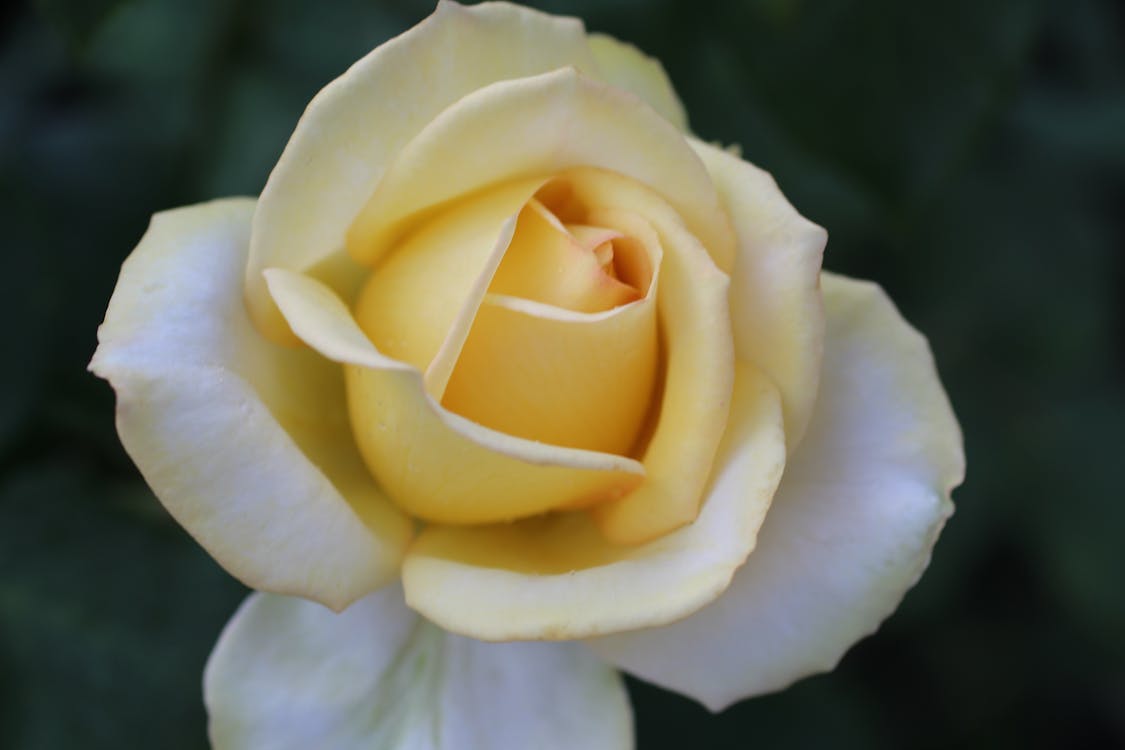 Yellow Rose with Bud Blooming