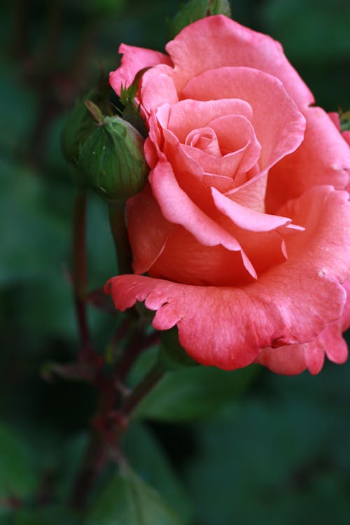 Pink Rose Blooming Near Flower Bud