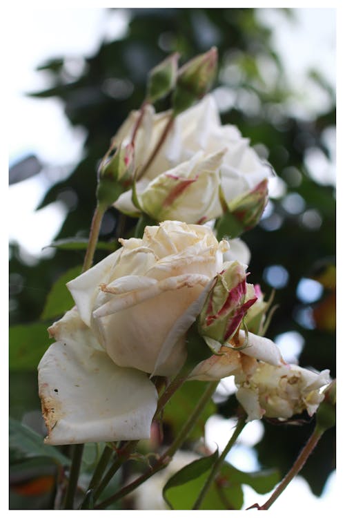 Gratis lagerfoto af blomsterknop, hvid blomst, smuk blomst