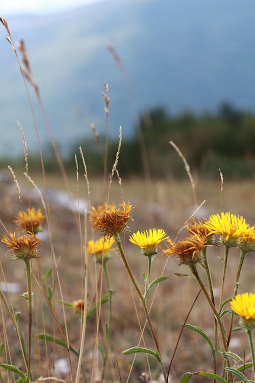 Fotobanka s bezplatnými fotkami na tému hora, kvet, vrchol hory