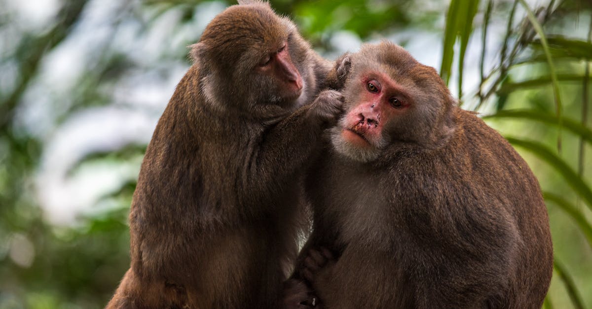 中大獎的秘密武器!🔑 圓臉小眼蒜頭鼻富人像大揭秘